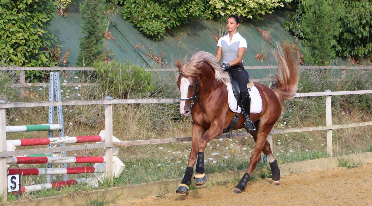 Gracieux d'Osmont - Selle Français 2016 by jadis de toscane  sfa