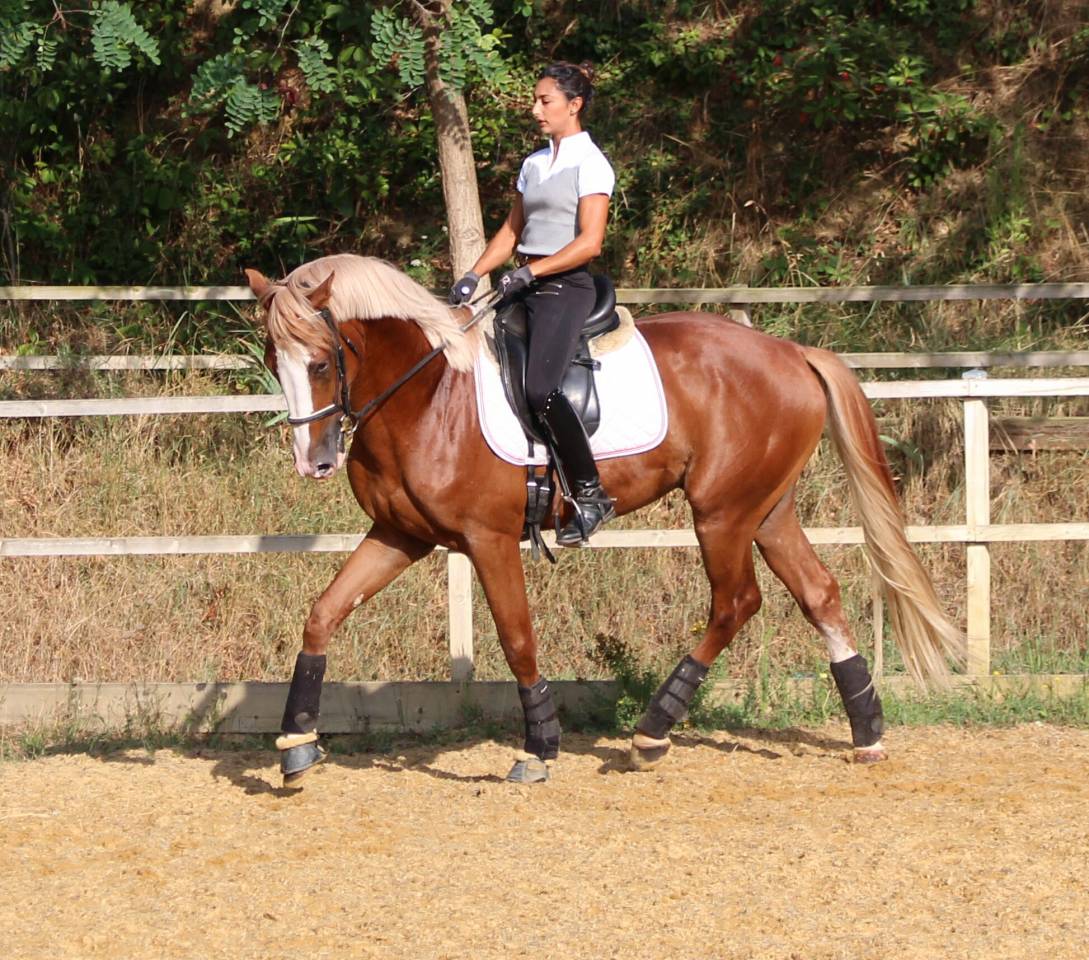 Gracieux d'Osmont - Selle Français 2016 by jadis de toscane  sfa