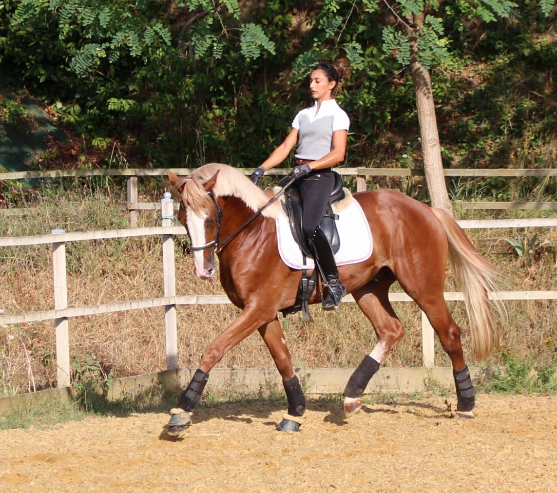 Gracieux d'Osmont - Selle Français 2016 by jadis de toscane  sfa