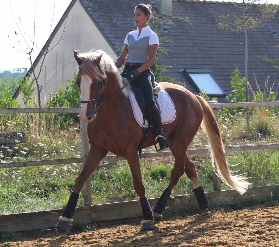Gracieux d'Osmont - Selle Français 2016 by jadis de toscane  sfa