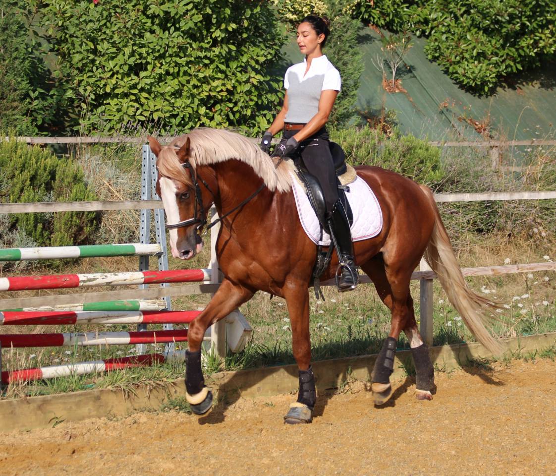 Gracieux d'Osmont - Selle Français 2016 by jadis de toscane  sfa