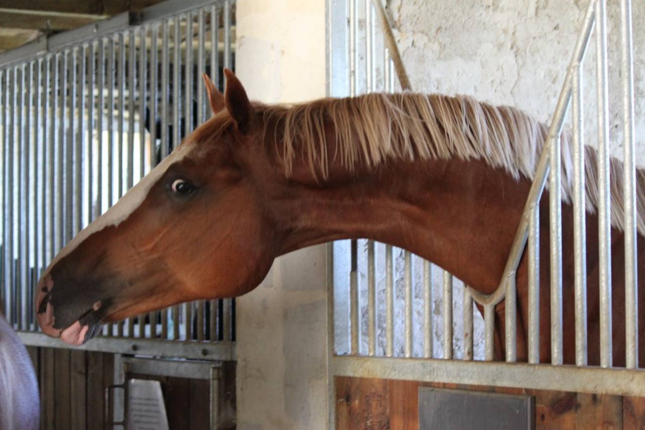 Gracieux d'Osmont - Selle Français 2016 by jadis de toscane  sfa