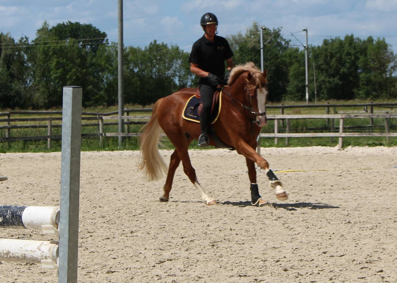 Gracieux d'Osmont - Selle Français 2016 by jadis de toscane  sfa