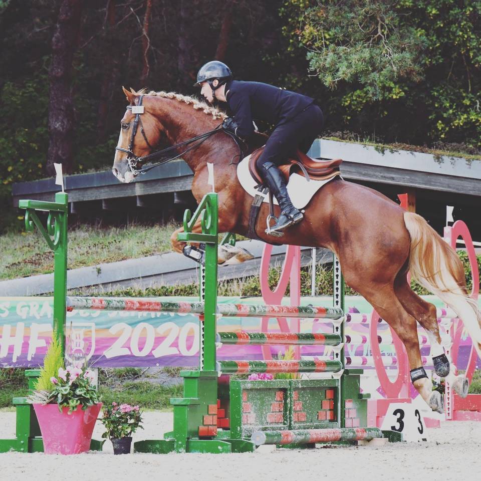 Gracieux d'Osmont - Selle Français 2016 by jadis de toscane  sfa