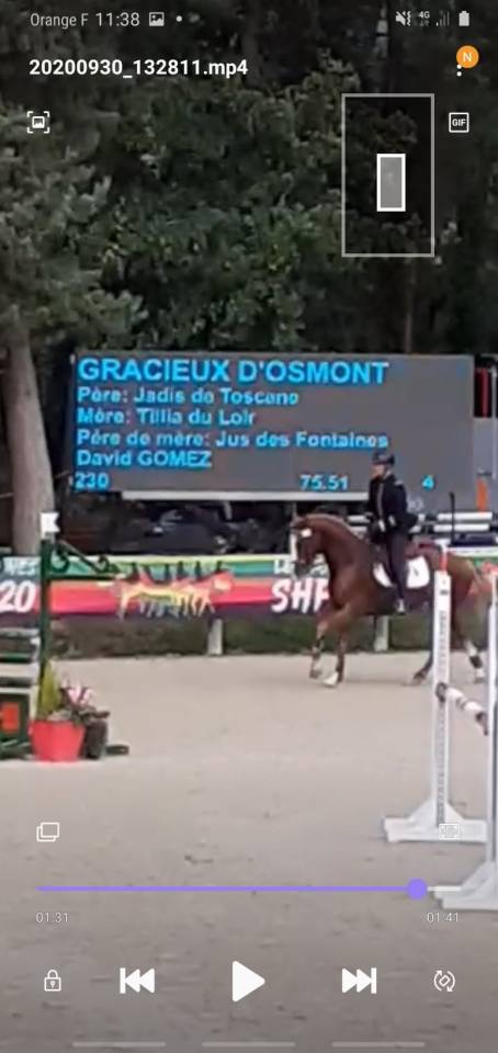 Gracieux d'Osmont - Selle Français 2016 by jadis de toscane  sfa