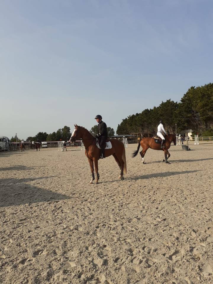 Gracieux d'Osmont - Selle Français 2016 by jadis de toscane  sfa