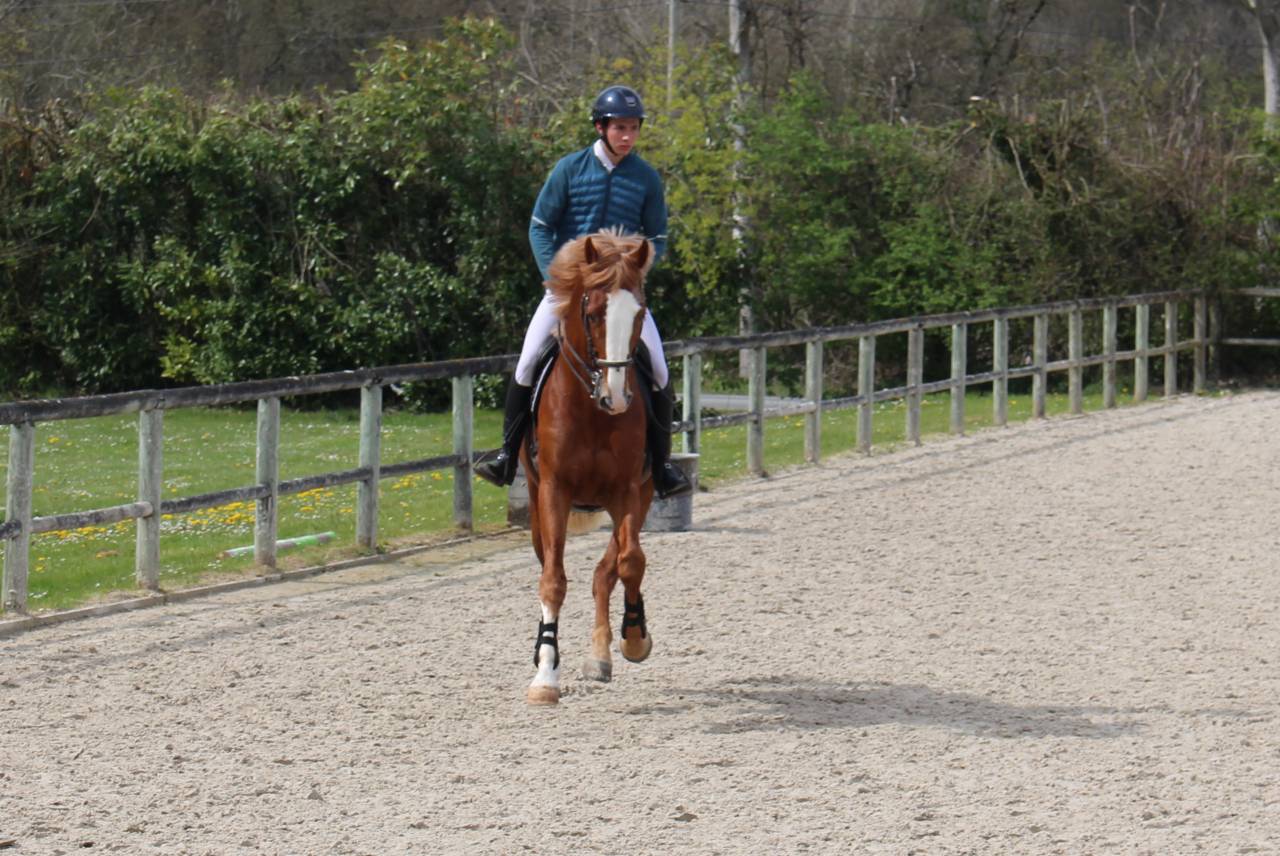 Gracieux d'Osmont - Selle Français 2016 by jadis de toscane  sfa