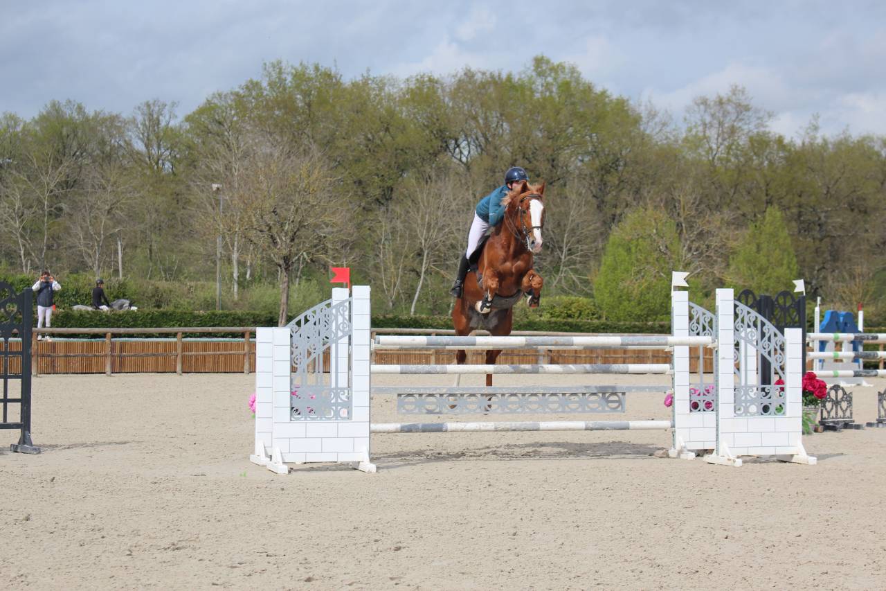 Gracieux d'Osmont - Selle Français 2016 by jadis de toscane  sfa