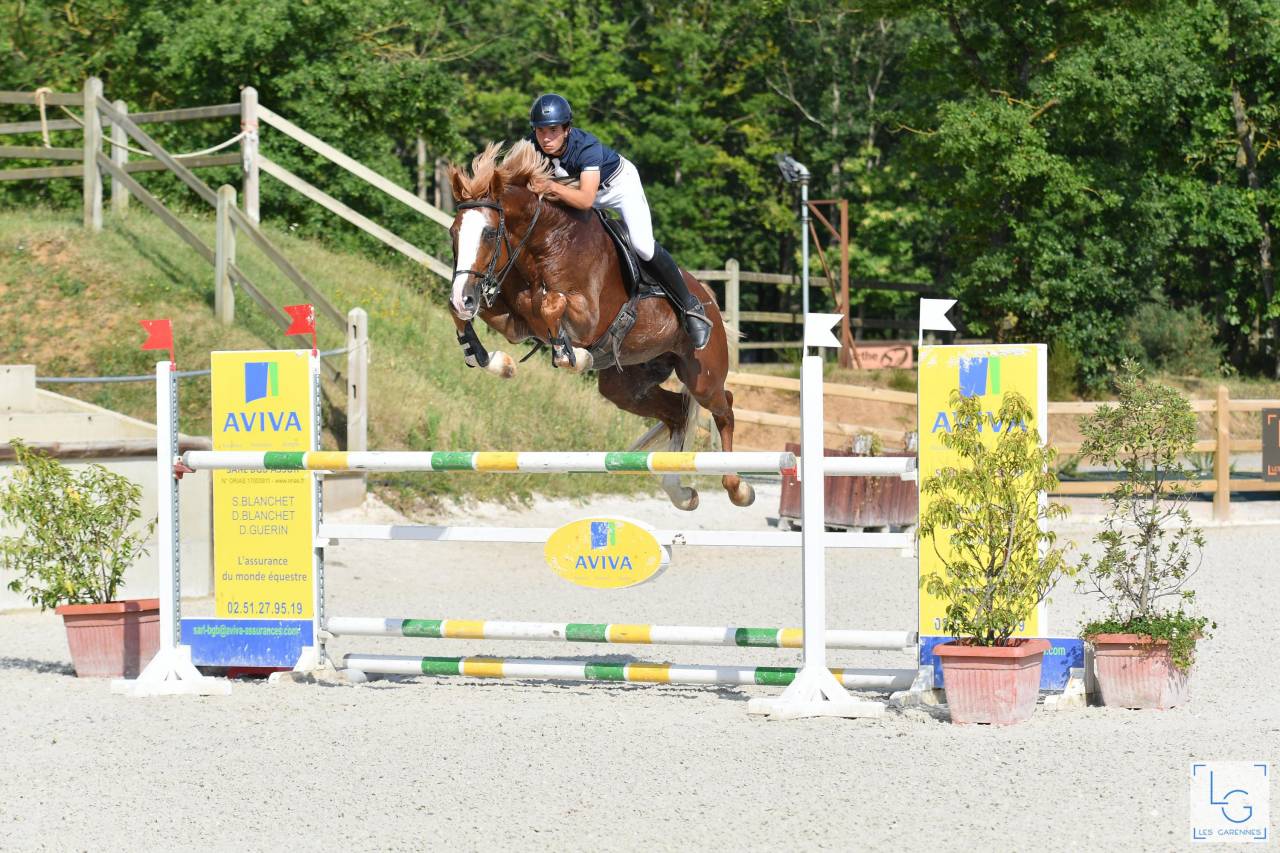 Gracieux d'Osmont - Selle Français 2016 by jadis de toscane  sfa