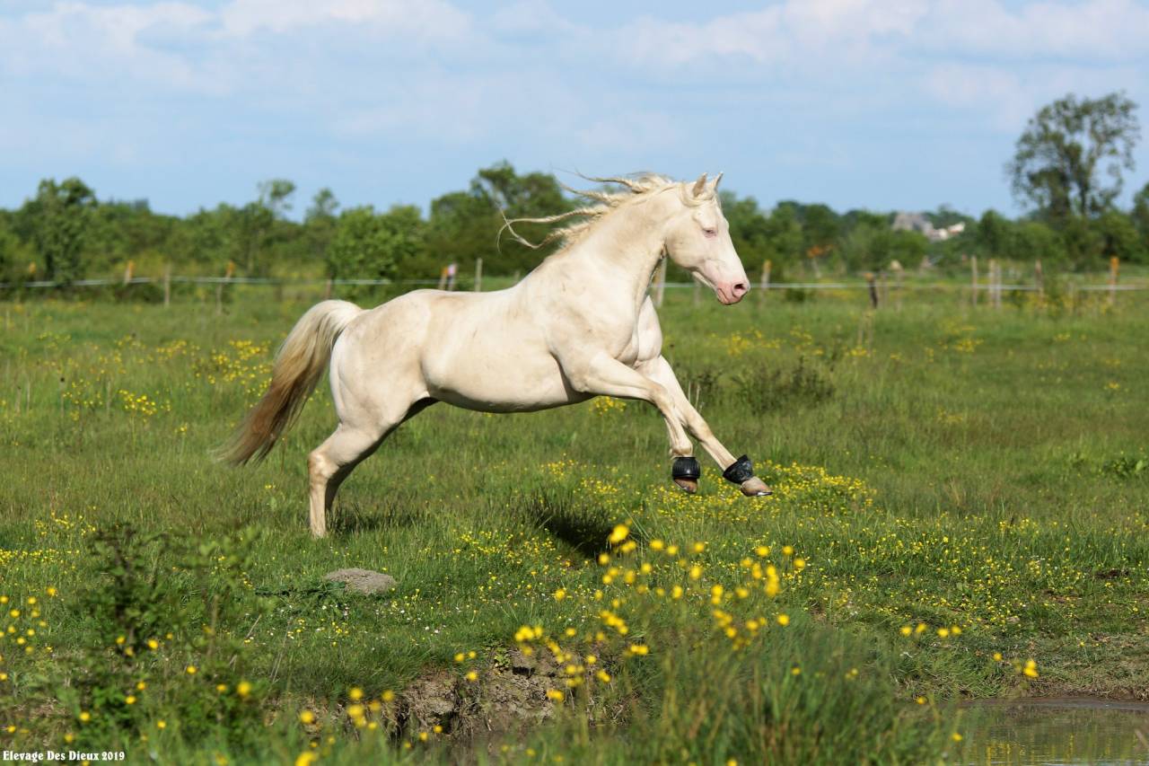 ICE DREAM ONE  - Quarter 2011 by MR TUFFEASY SMOKE