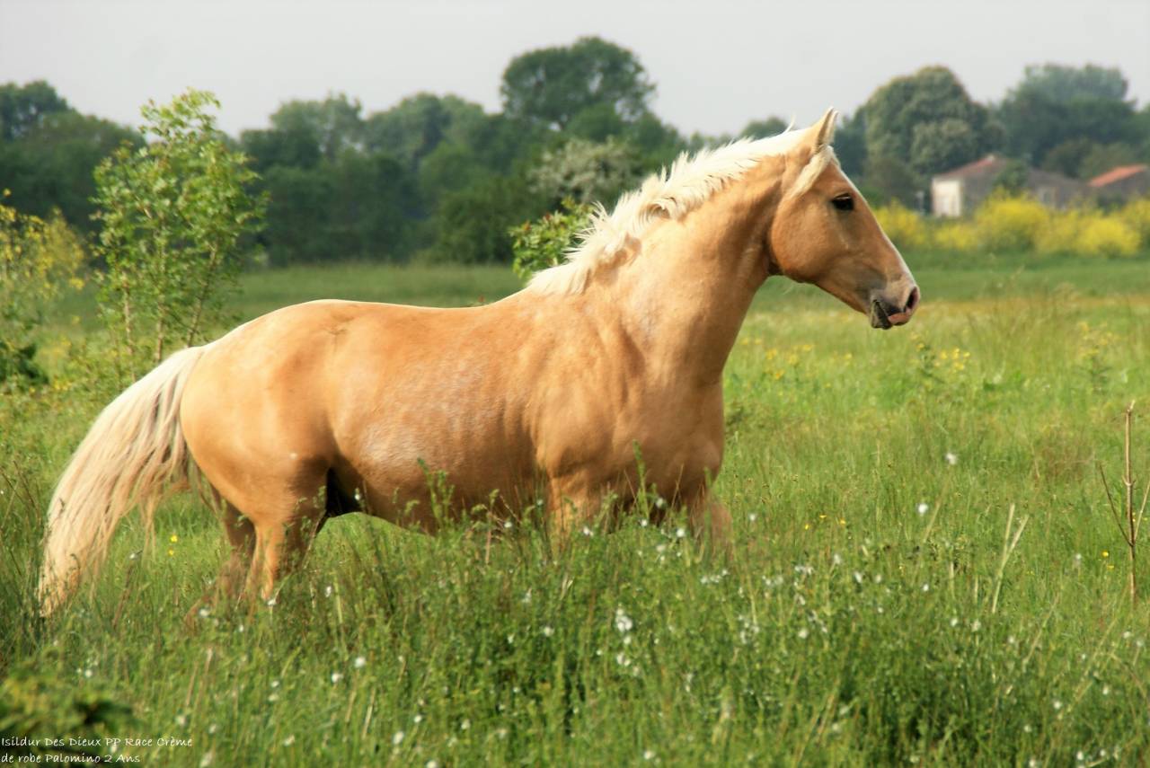 ICE DREAM ONE  - Quarter 2011 by MR TUFFEASY SMOKE