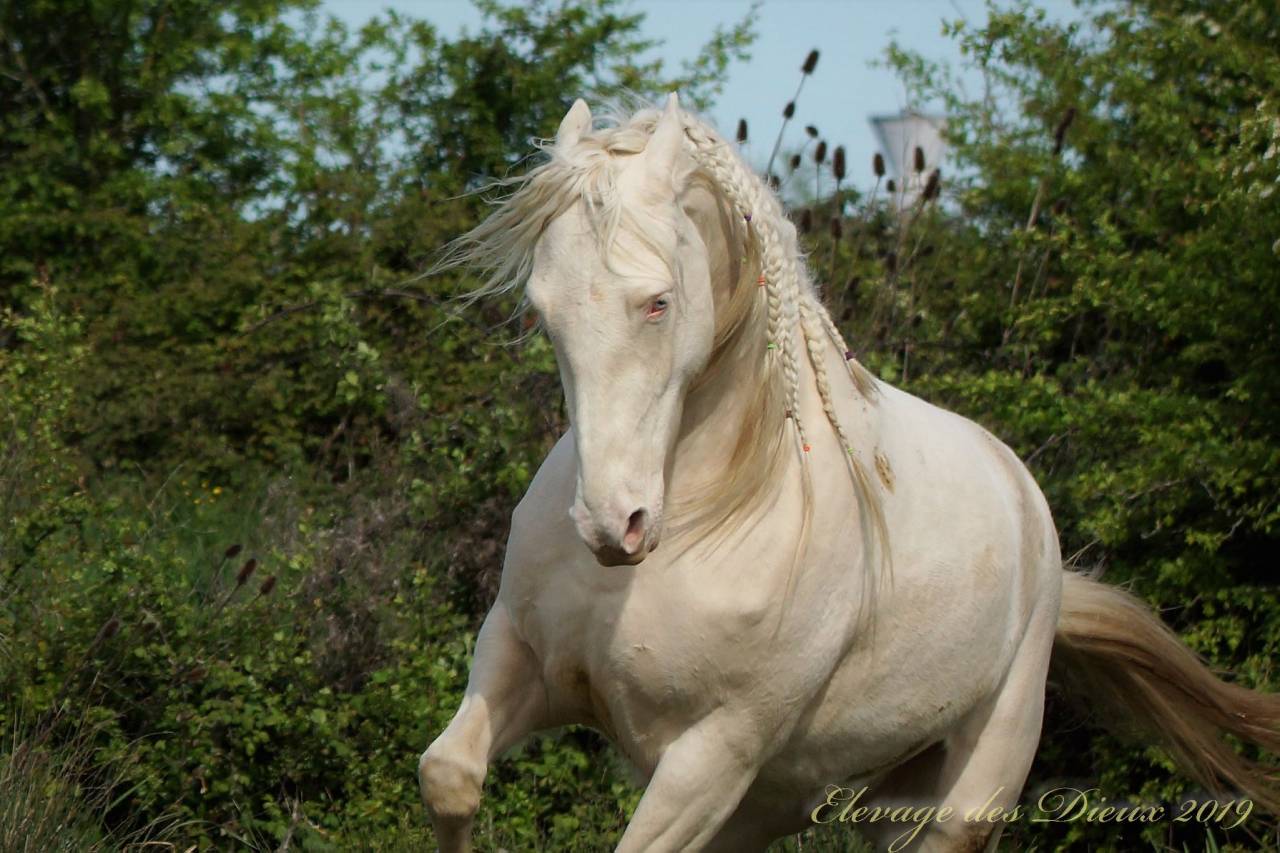 ICE DREAM ONE  - Quarter 2011 by MR TUFFEASY SMOKE