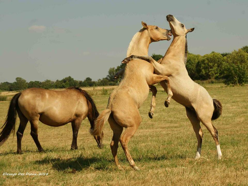 ICE DREAM ONE  - Quarter 2011 by MR TUFFEASY SMOKE