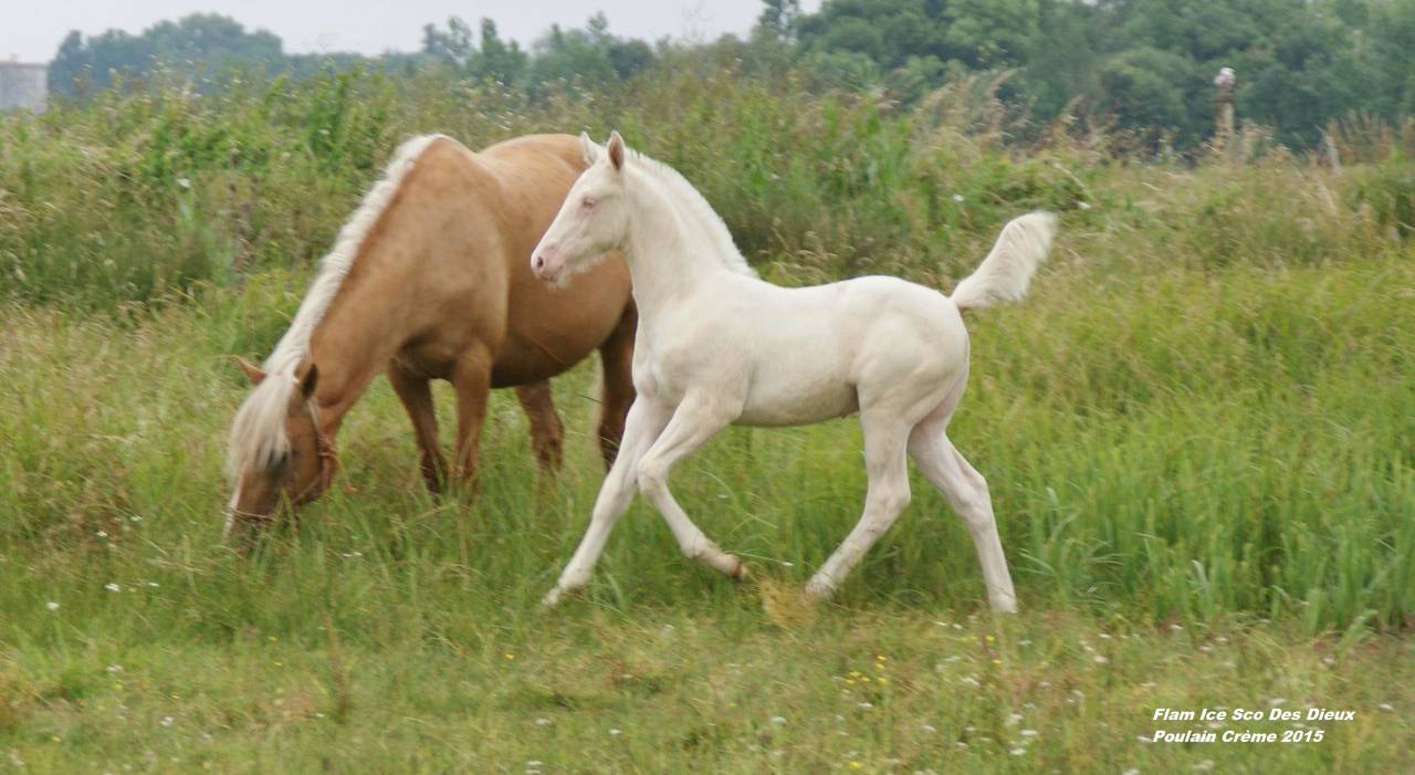 ICE DREAM ONE  - Quarter 2011 by MR TUFFEASY SMOKE