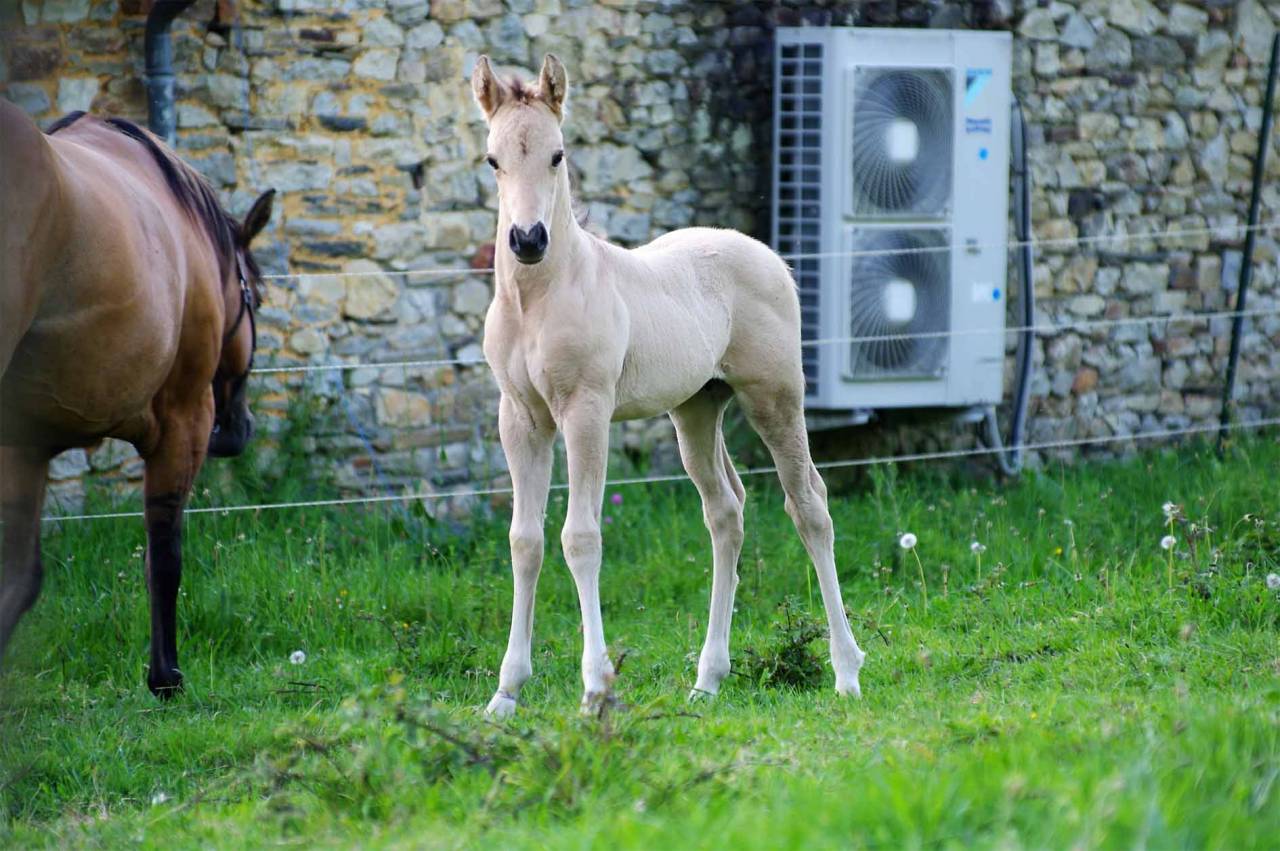 ICE DREAM ONE  - Quarter 2011 by MR TUFFEASY SMOKE