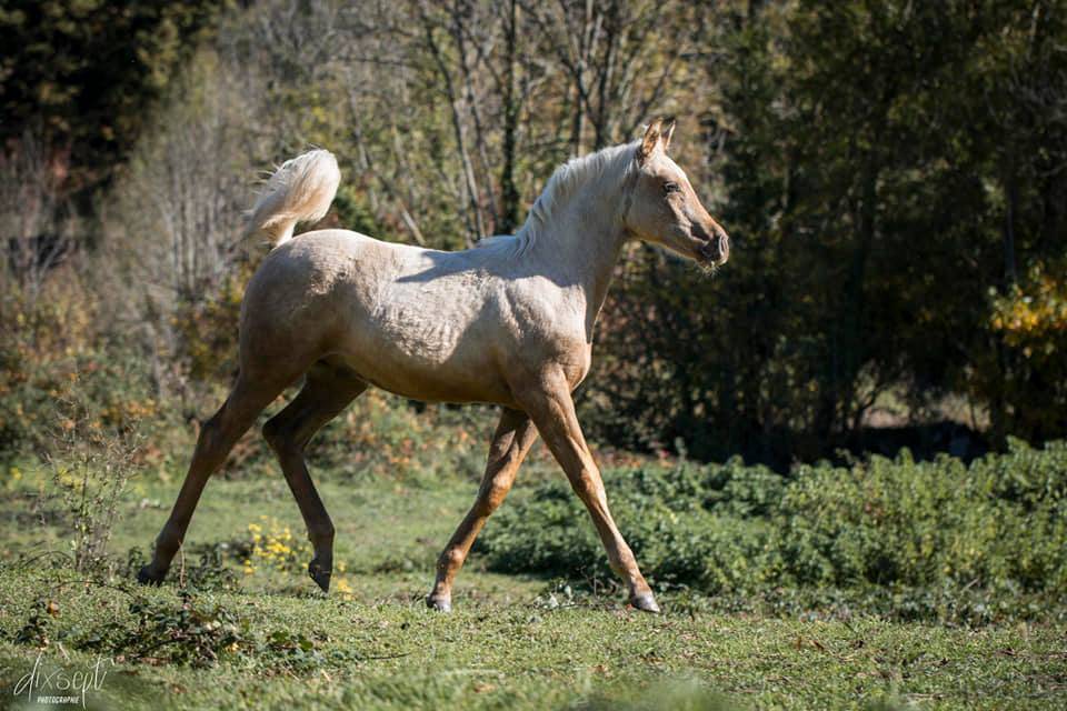 ICE DREAM ONE  - Quarter 2011 by MR TUFFEASY SMOKE