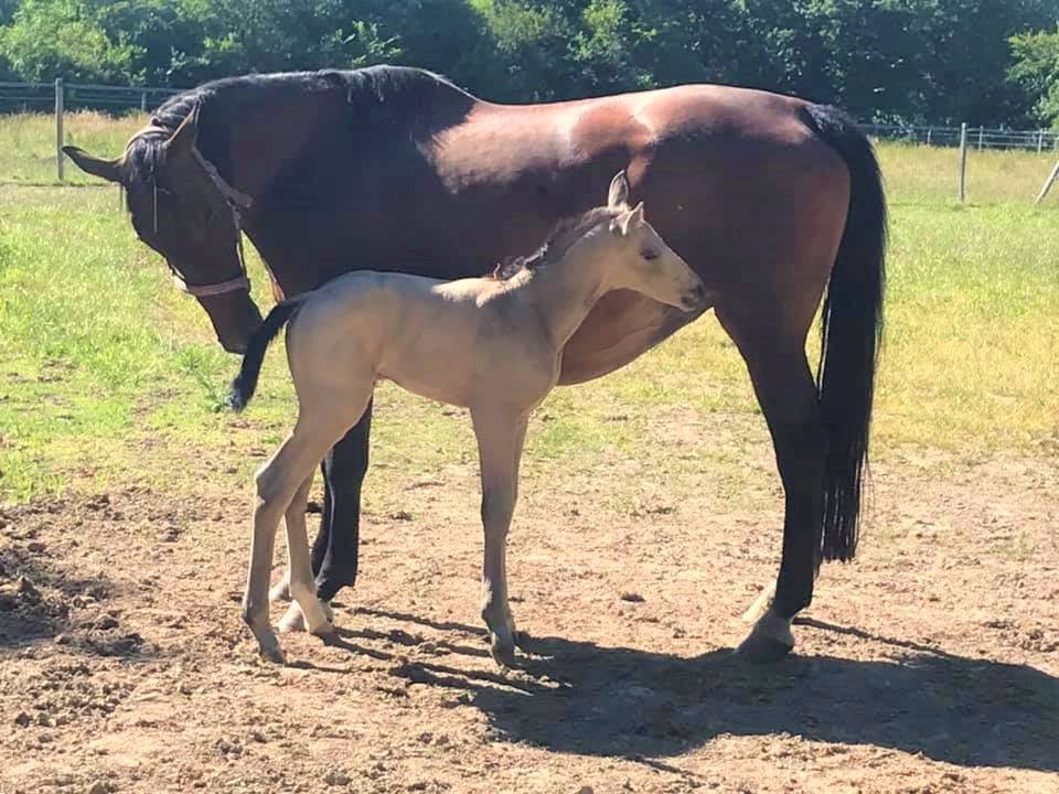 ICE DREAM ONE  - Quarter 2011 by MR TUFFEASY SMOKE