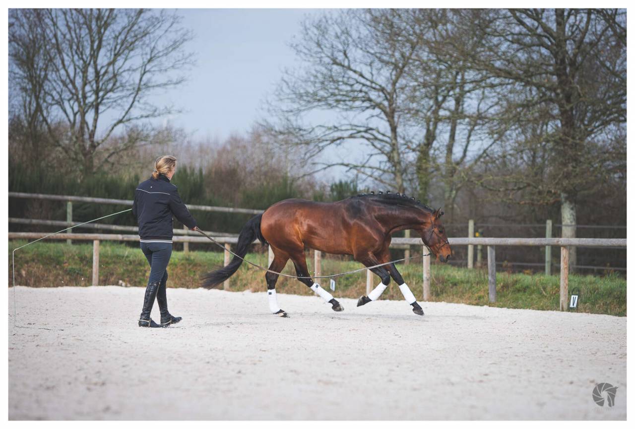 CORACAO LA GOUDELIE - Lusitano 2012 by SCAPIN RBO