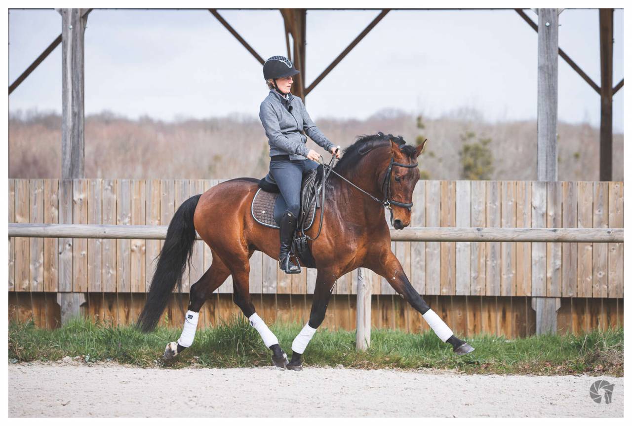 CORACAO LA GOUDELIE - Lusitano 2012 by SCAPIN RBO