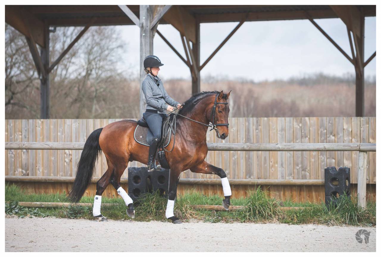 CORACAO LA GOUDELIE - Lusitano 2012 by SCAPIN RBO