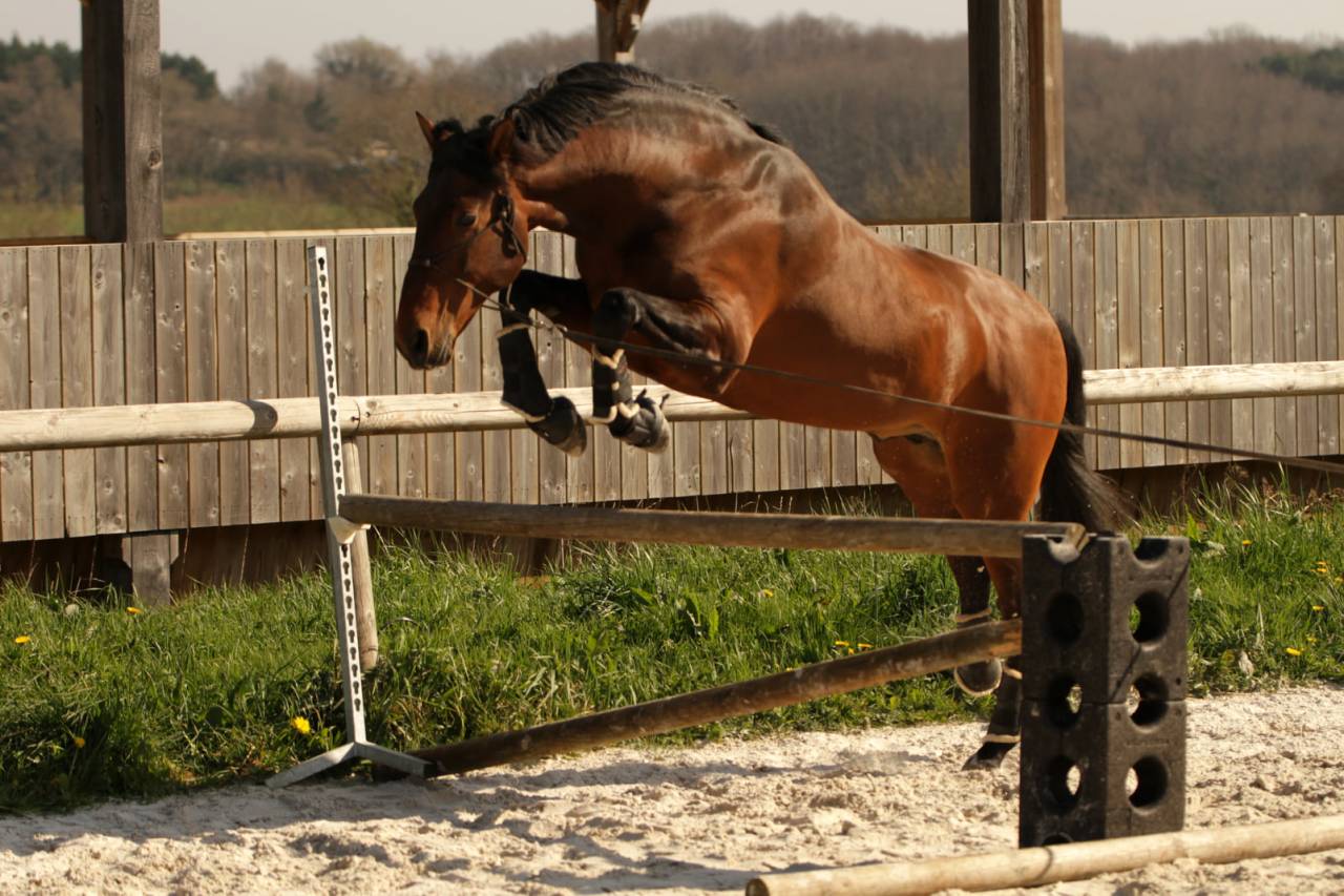 CORACAO LA GOUDELIE - Lusitano 2012 by SCAPIN RBO