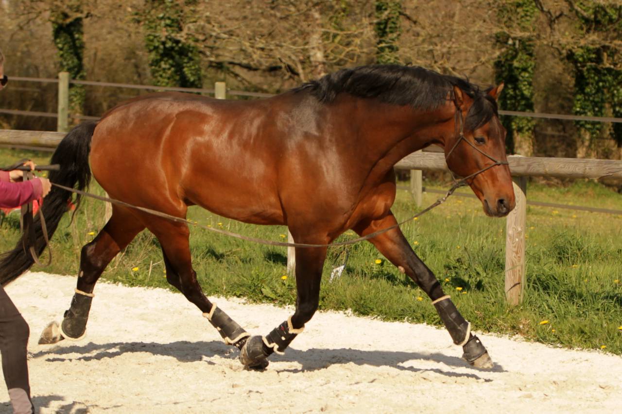 CORACAO LA GOUDELIE - Lusitano 2012 by SCAPIN RBO