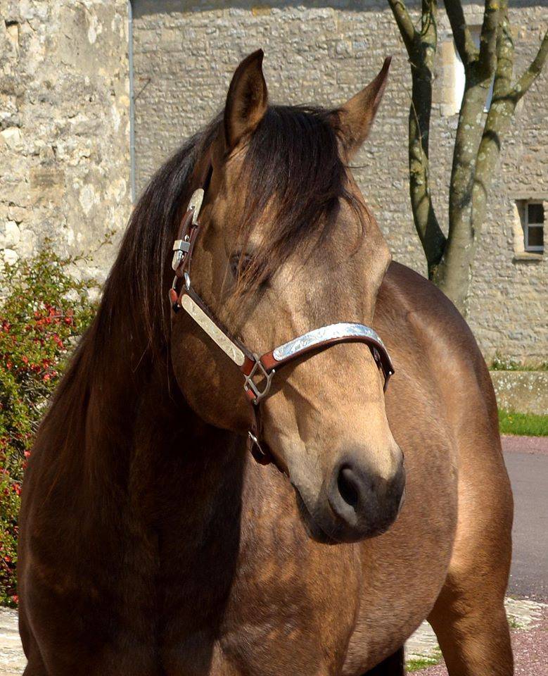 WIMPYS OKIE PINE - Quarter 2007 by Wimpys little Step