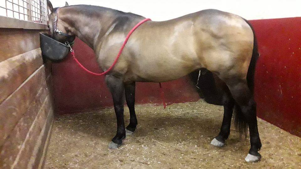 WIMPYS OKIE PINE - Quarter 2007 by Wimpys little Step