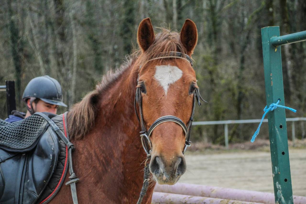 Gelding French Saddle Pony For sale 2014 Chesnut