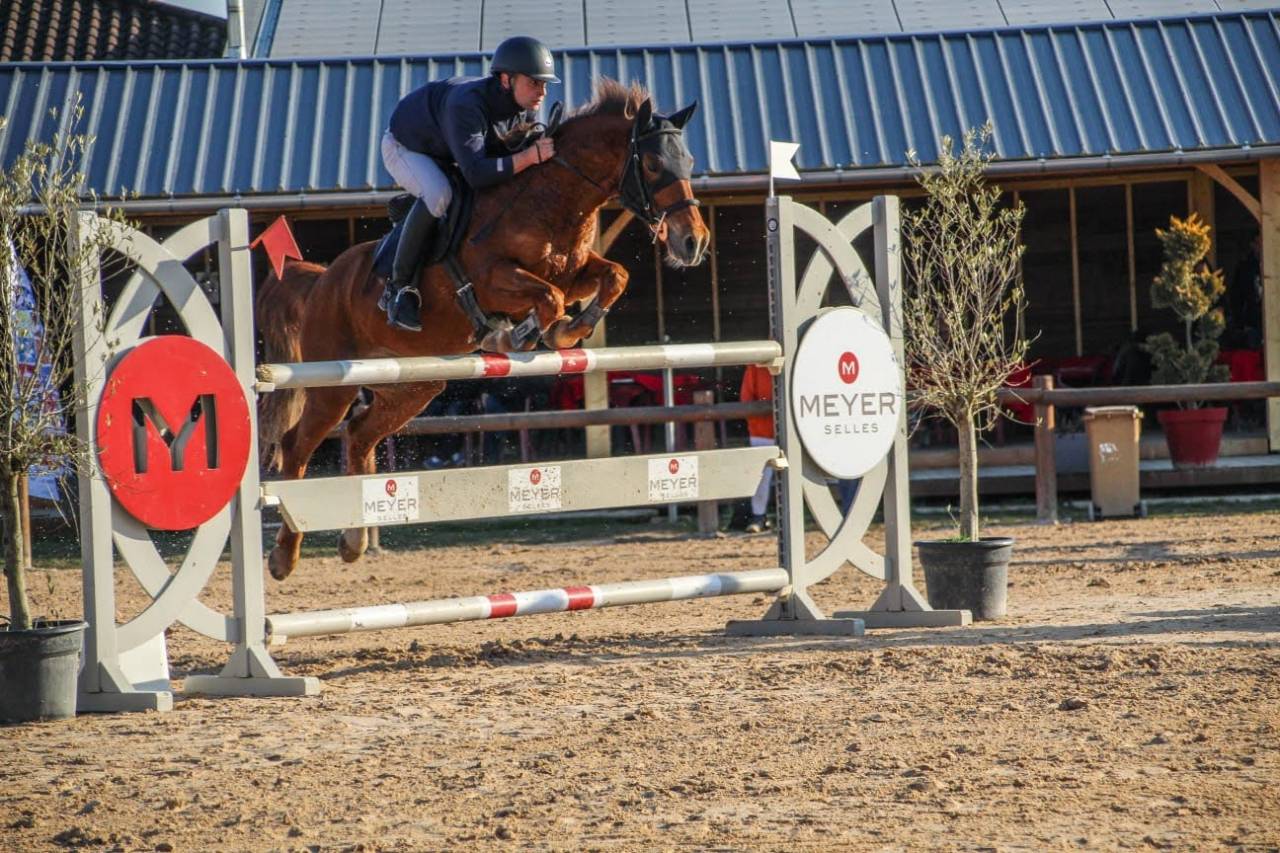 Gelding French Saddle Pony For sale 2014 Chesnut