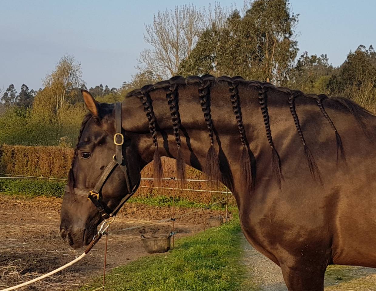 CV AMARANTTO  - PRE Pure Spanish Bred 2016 by Cornetín