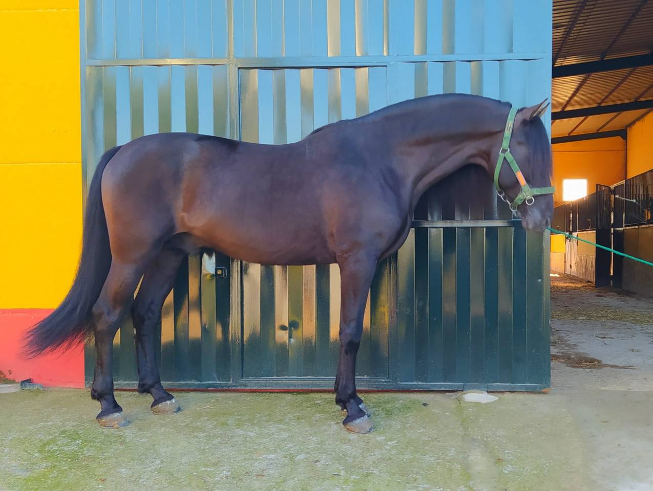 CV AMARANTTO  - PRE Pure Spanish Bred 2016 by Cornetín