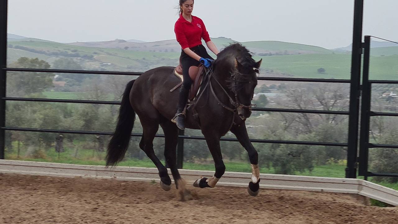 CV AMARANTTO  - PRE Pure Spanish Bred 2016 by Cornetín