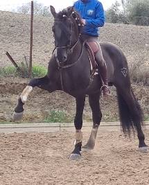 CV AMARANTTO  - PRE Pure Spanish Bred 2016 by Cornetín