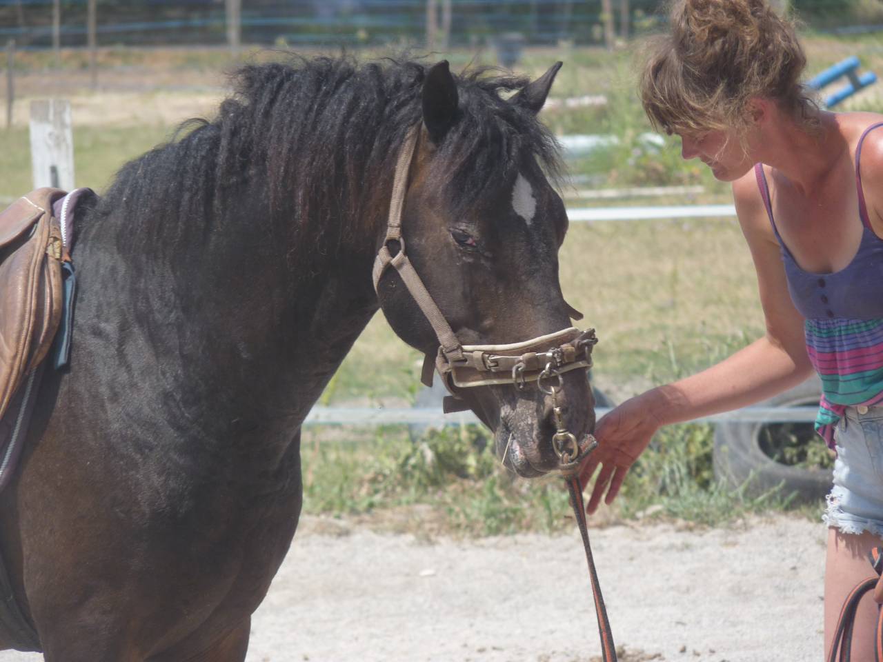 Stallion Curly For sale 2011 Appaloosa