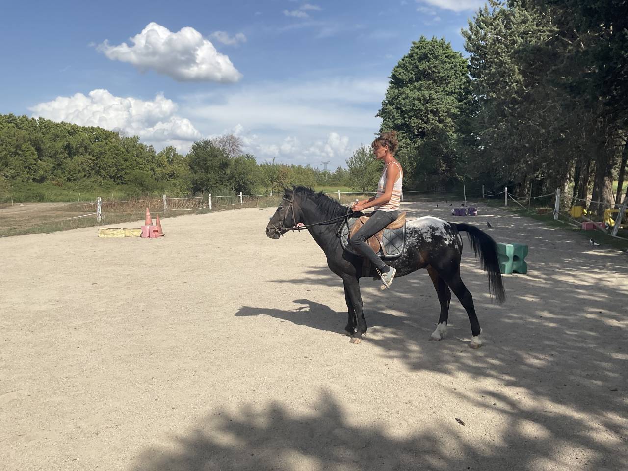 Stallion Curly For sale 2011 Appaloosa