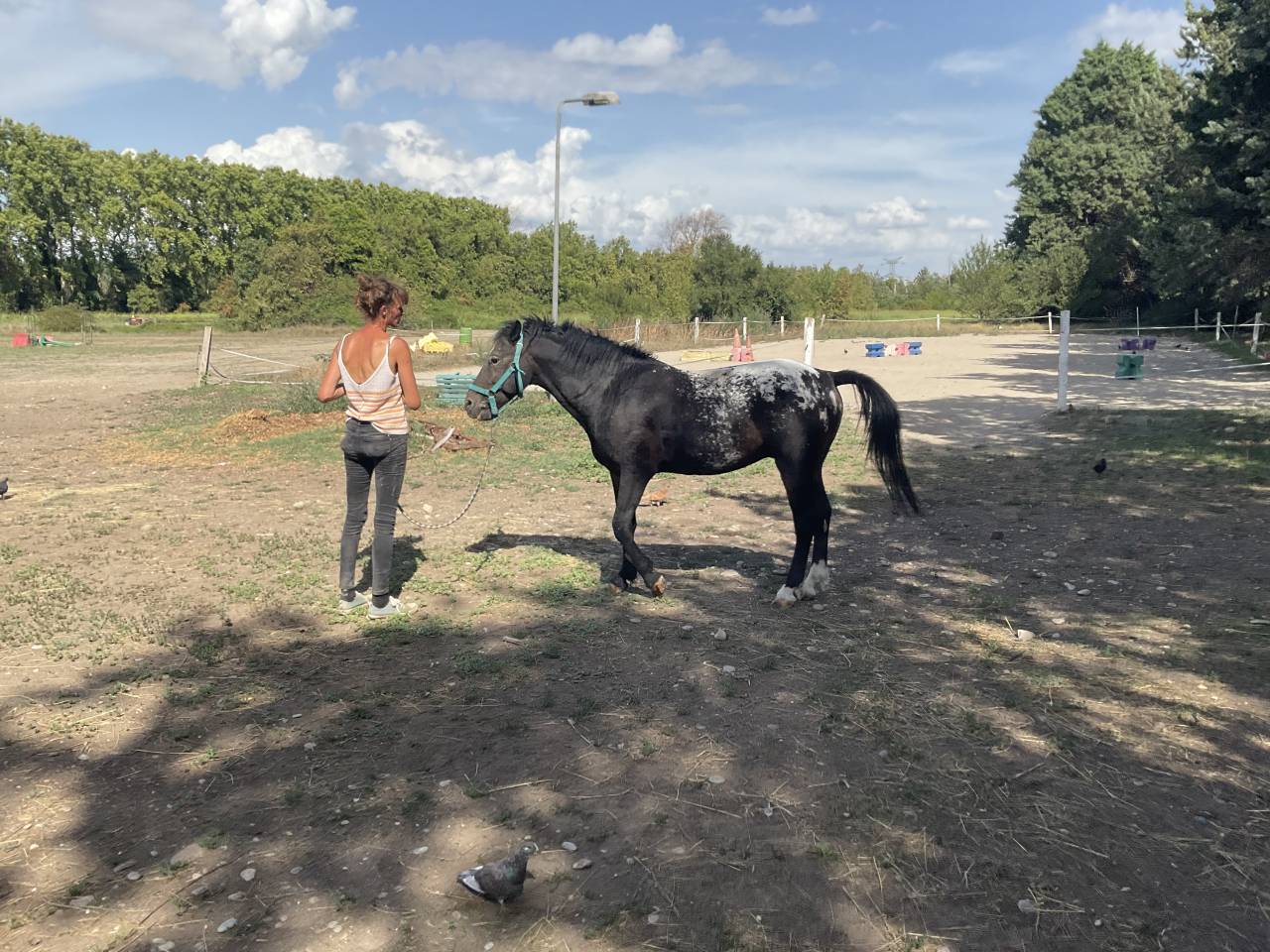 Stallion Curly For sale 2011 Appaloosa