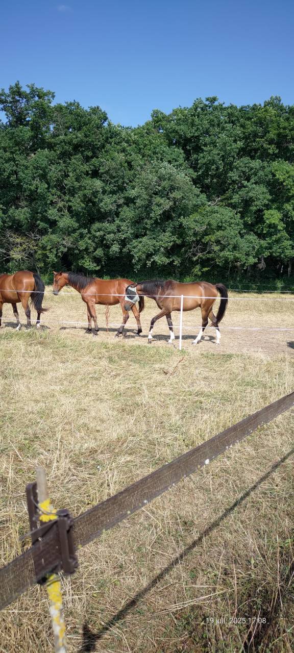 Gelding Selle Français For sale 2021 Liver chestnut