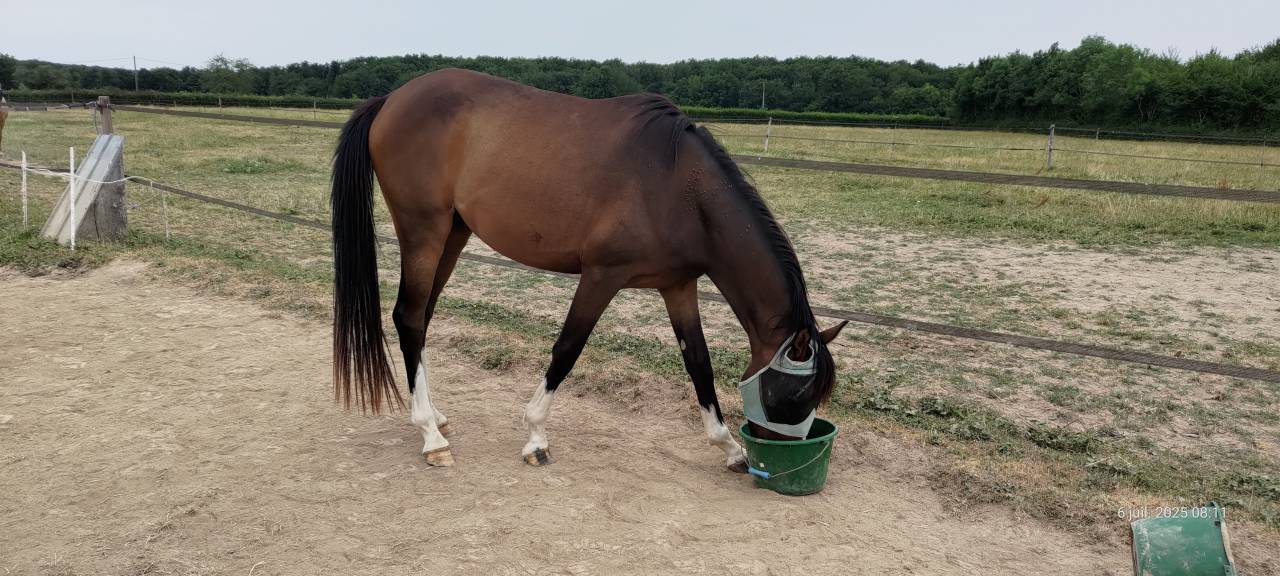 Gelding Selle Français For sale 2021 Liver chestnut