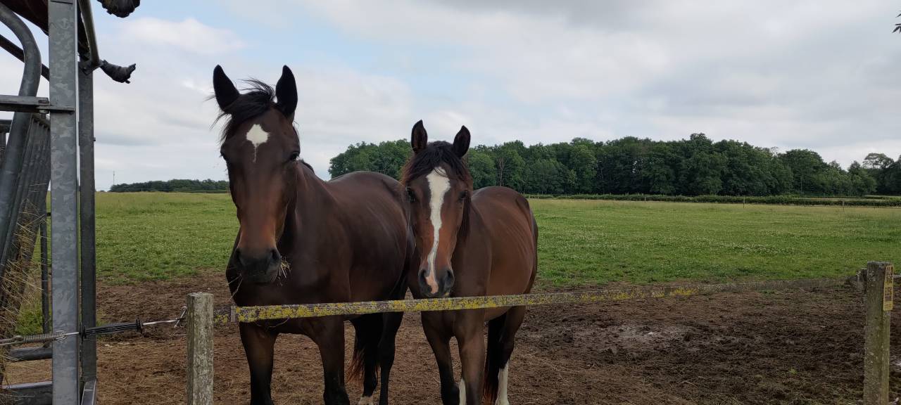 Gelding Selle Français For sale 2021 Liver chestnut
