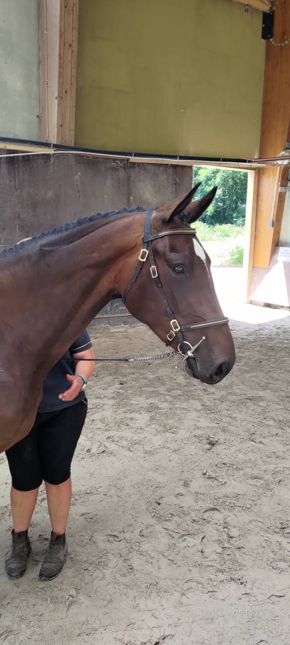 Mare Selle Français For sale 2022 Bay