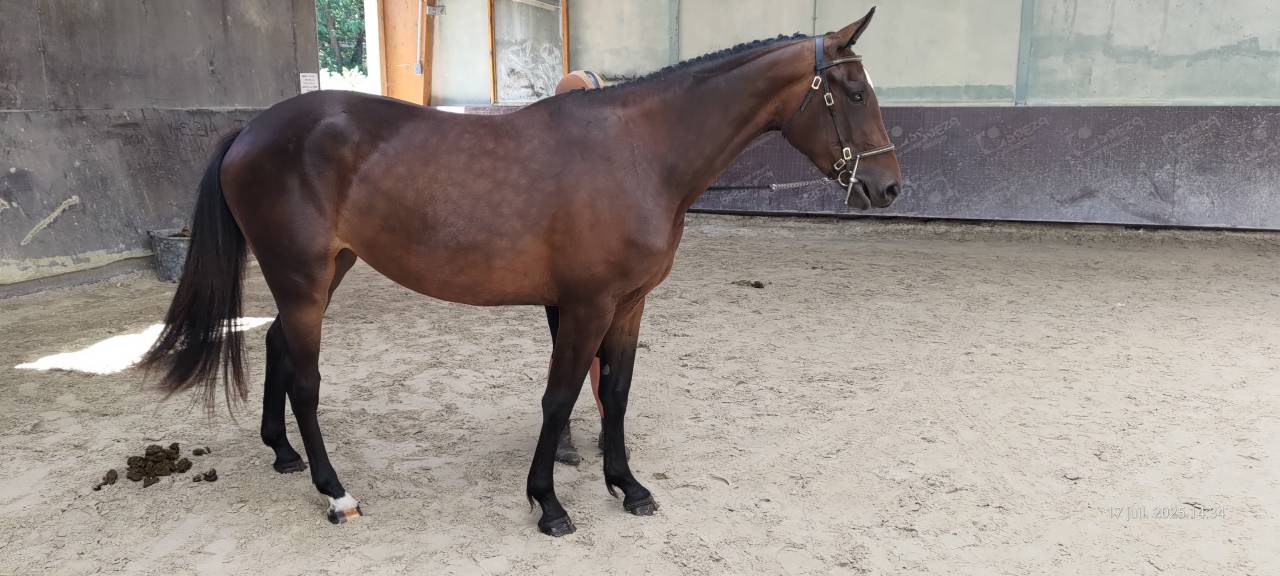 Mare Selle Français For sale 2022 Bay