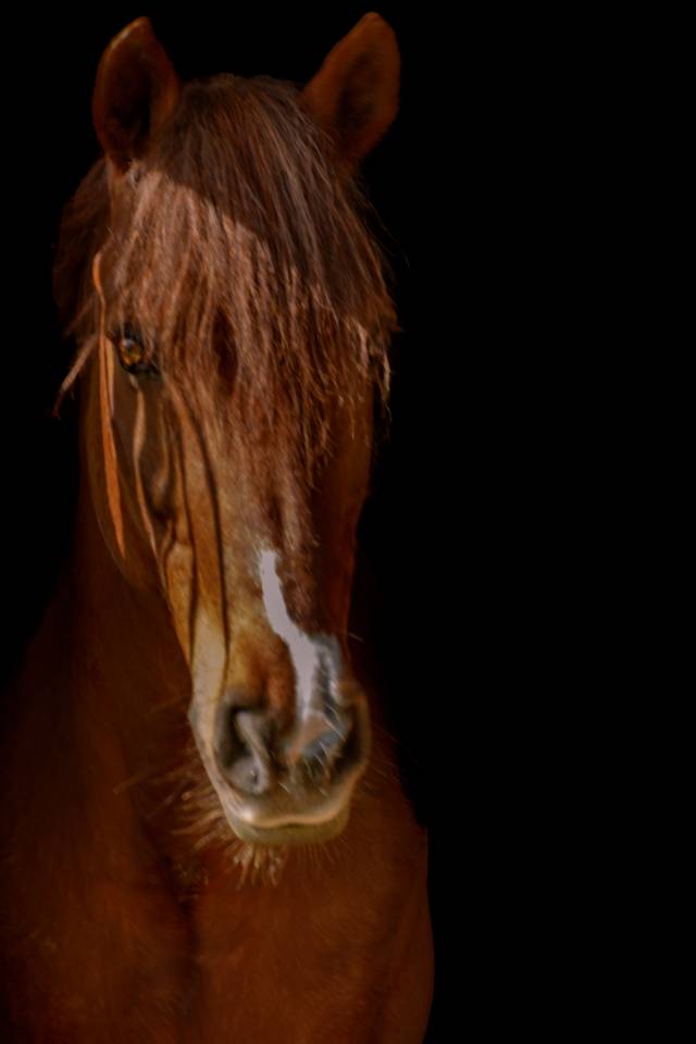 IMPERIAL DU BLIN  - Connemara 1996 by QUETZAL DU BLIN