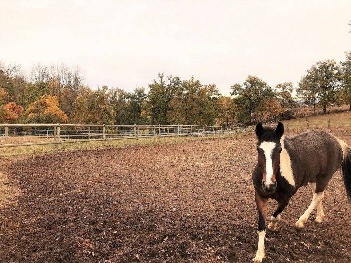 Riding school  Allier