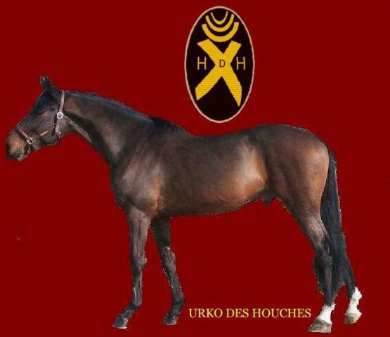 URKO DES HOUCHES - Selle Français 2008 by DIABLOTIN DE BALME