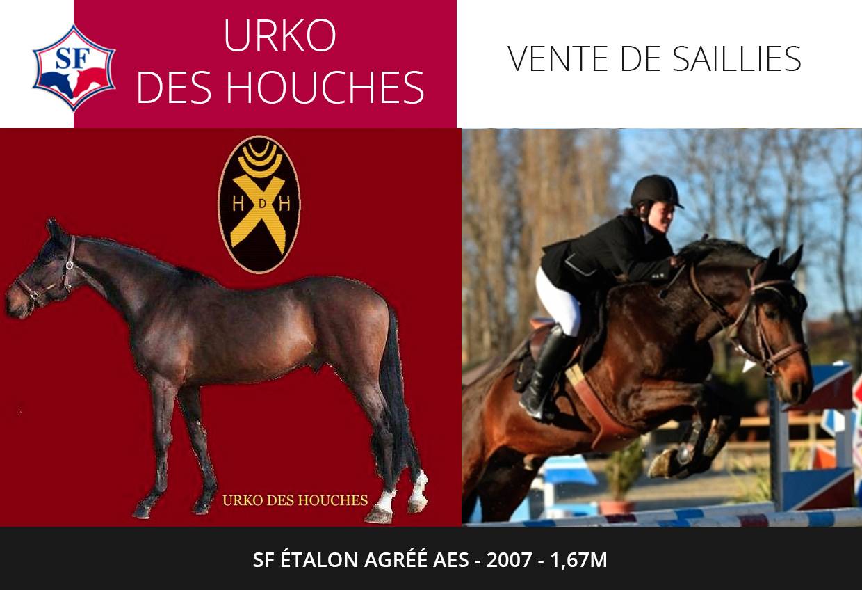 URKO DES HOUCHES - Selle Français 2008 by DIABLOTIN DE BALME