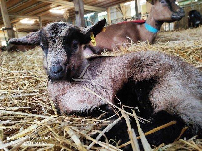 Other agricultural property  Sarthe