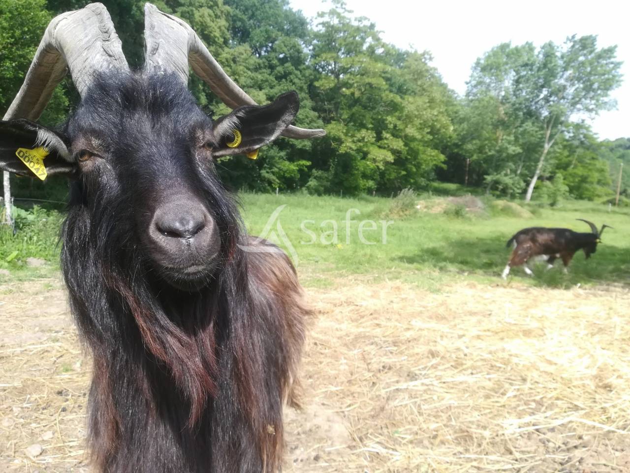 Other agricultural property  Sarthe