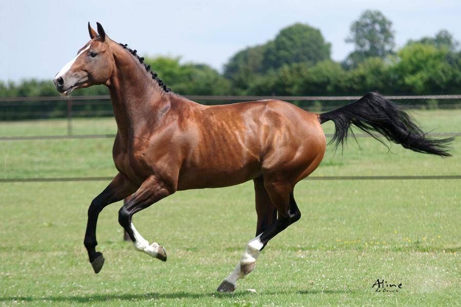 Uncognito bois margot  - Selle Français 2008 by l'arc de triomphe