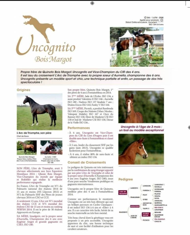 Uncognito bois margot  - Selle Français 2008 by l'arc de triomphe